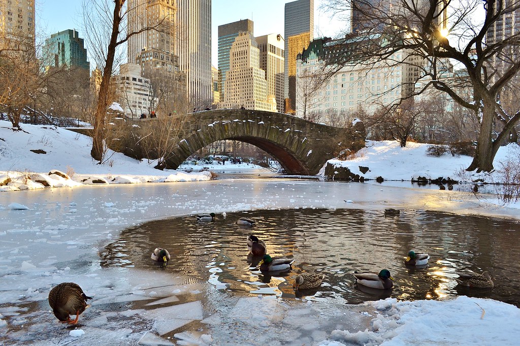 central park decembre canard