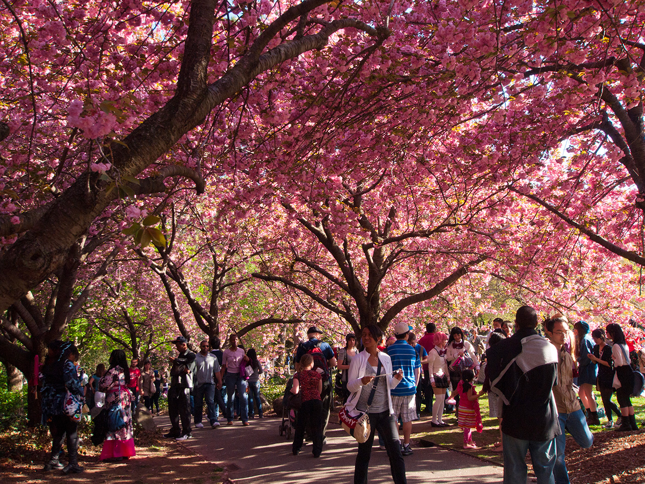 New York cherry blossom festival,
Credit Photo Tyler Karaszewski via Flickr