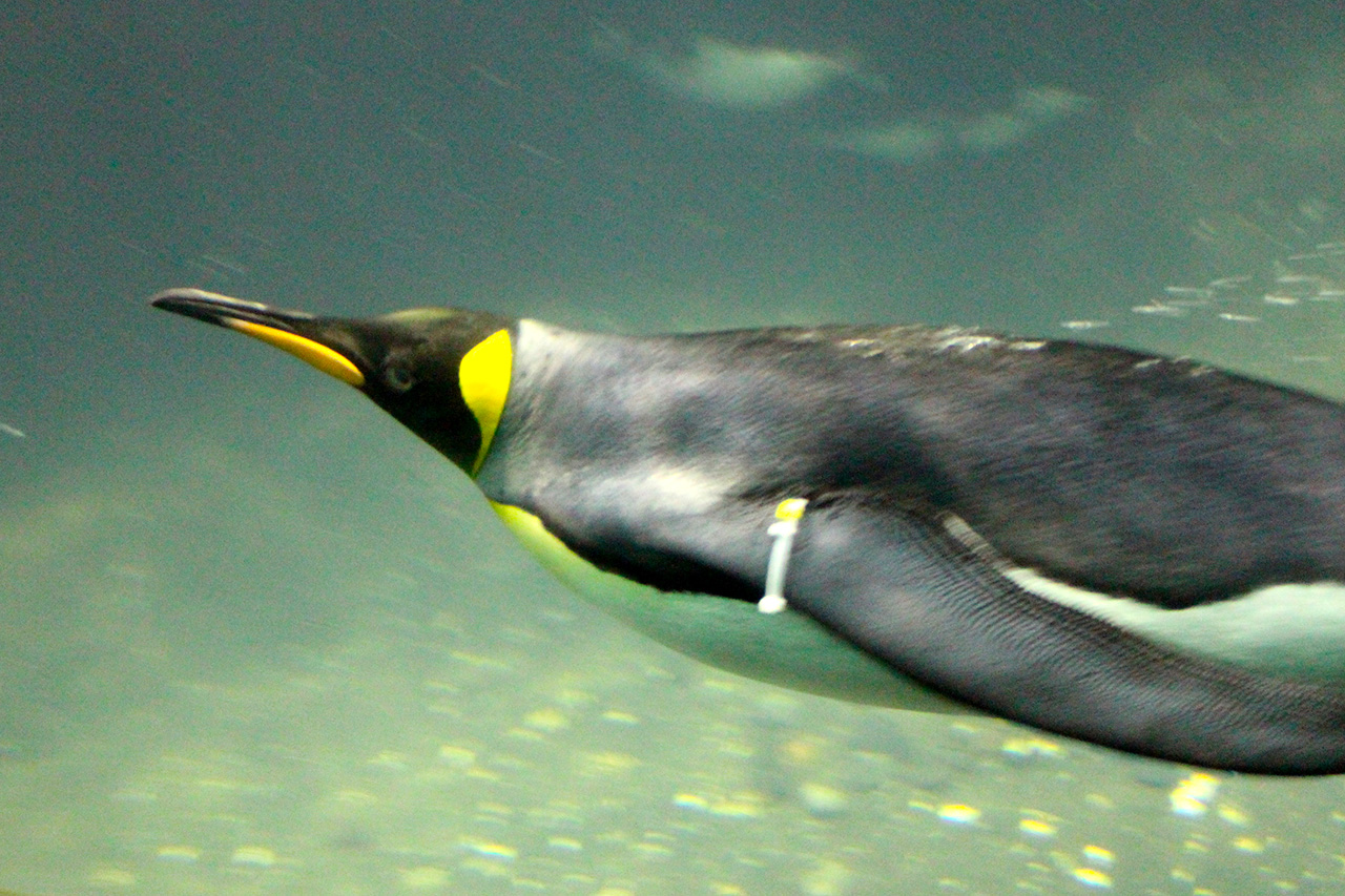 central park zoo engagement conservation animaux
Credit Photo Wally Gobetz via Flickr