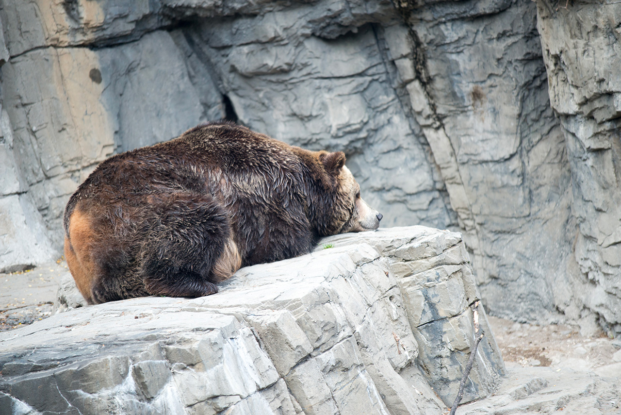 central park zoo new york ours
Credit Photo massmatt via Flickr