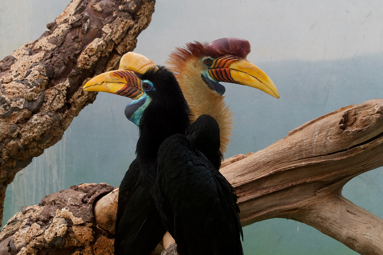 Zoo Bronx New York oiseaux tropicaux,
Credit Photo pelican