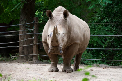 zoo bronx new york rhinoceros