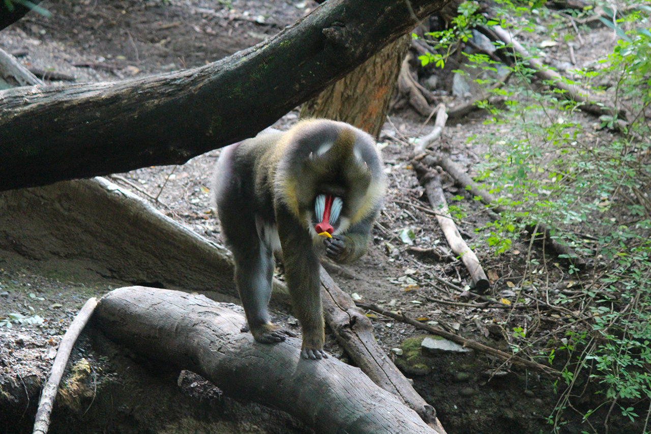 zoo bronx primate new york